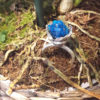 bague nid bleu